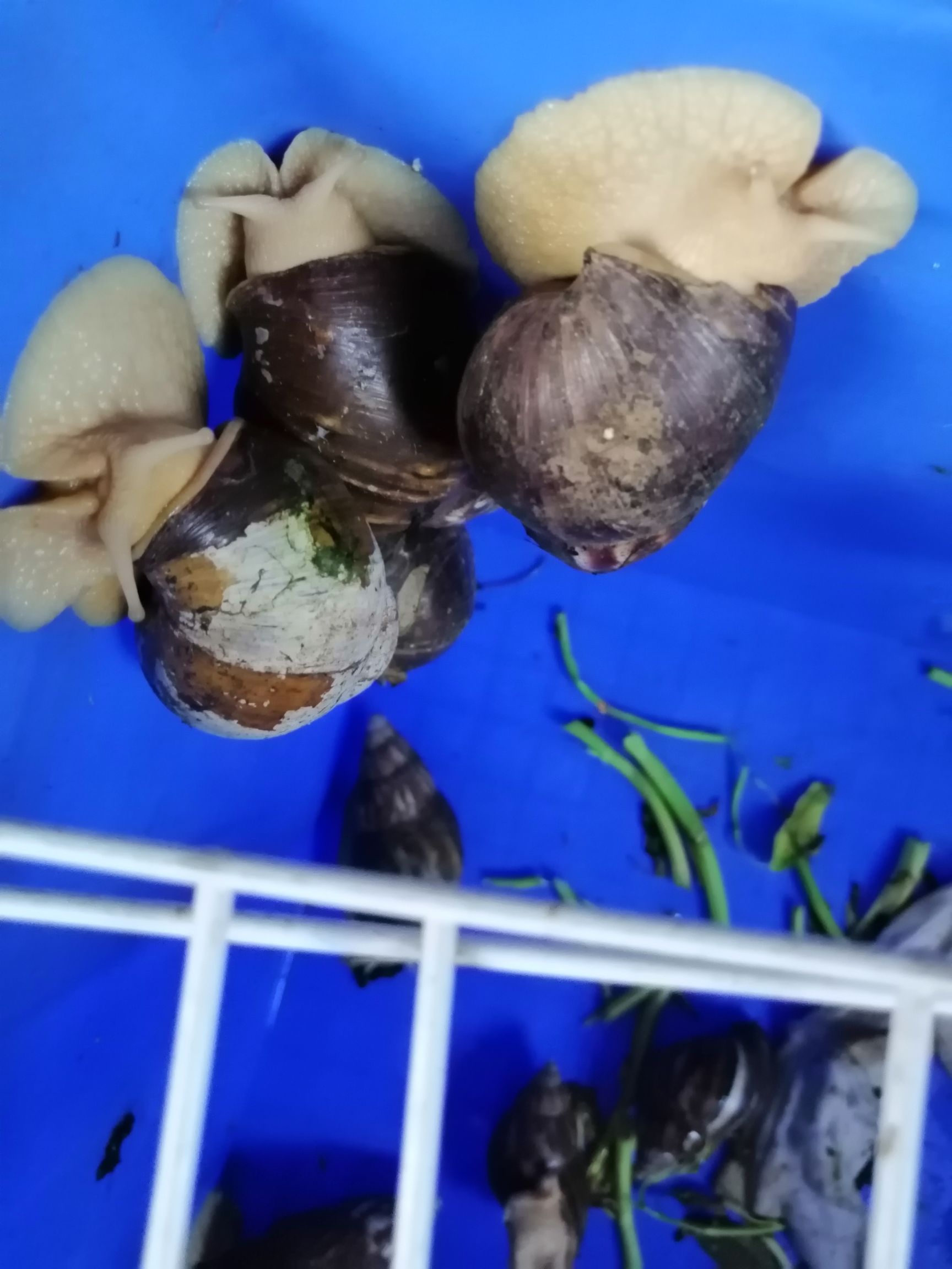  白玉蜗牛