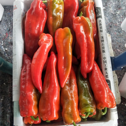 张家口鲜泡椒 再好的泡椒品种