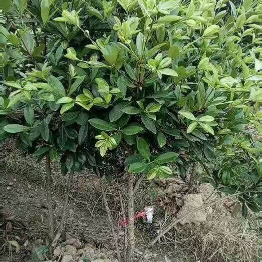 灵山县 樱桃苗
