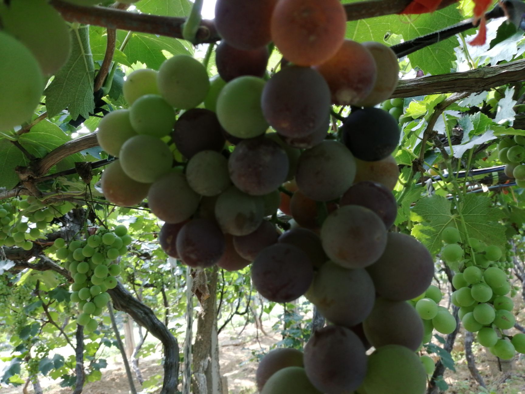  无公害巨峰葡萄