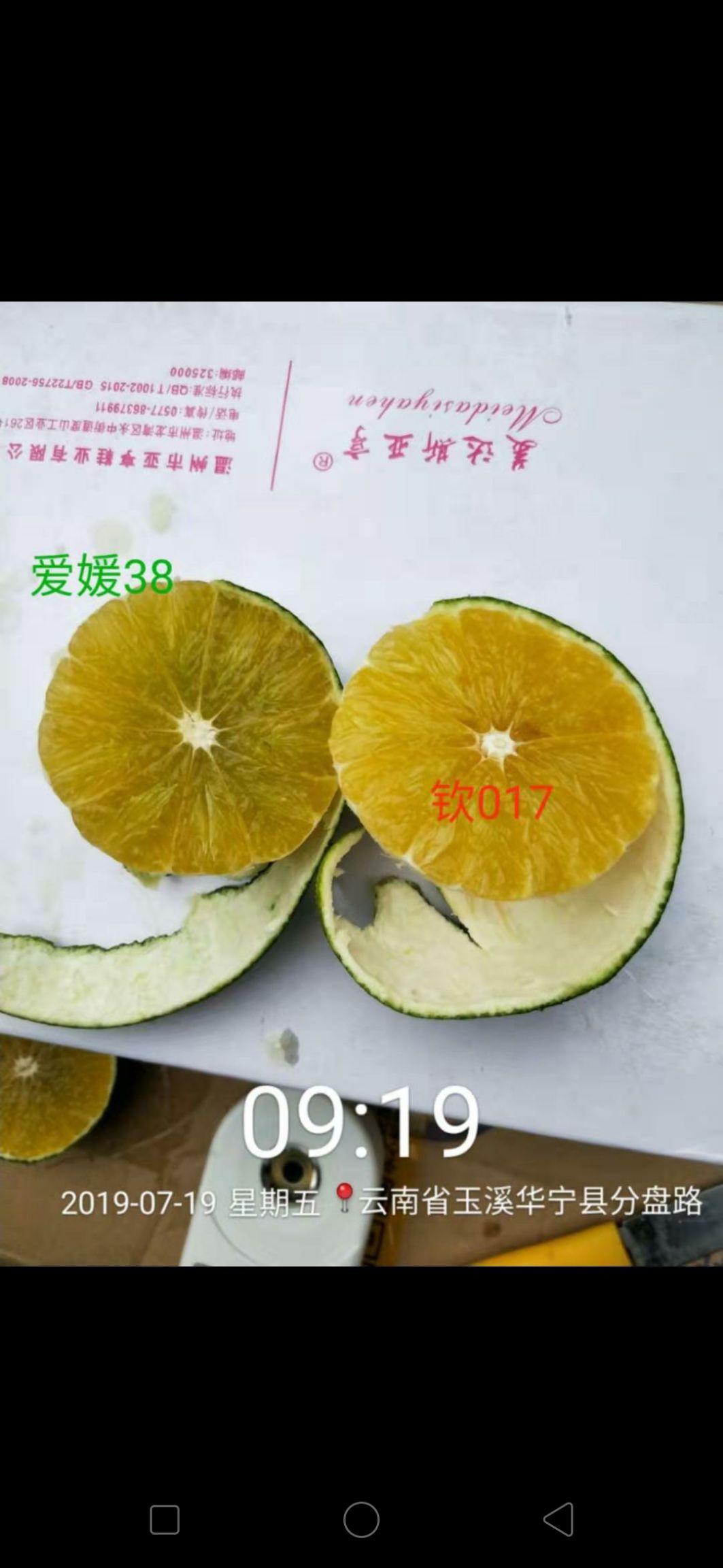 爱媛28号柑桔苗 红美人诱变优系果大丰产脱酸早快抗黄化代号(