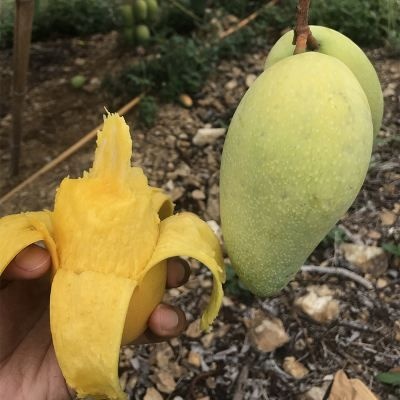 百色 百色红玉芒