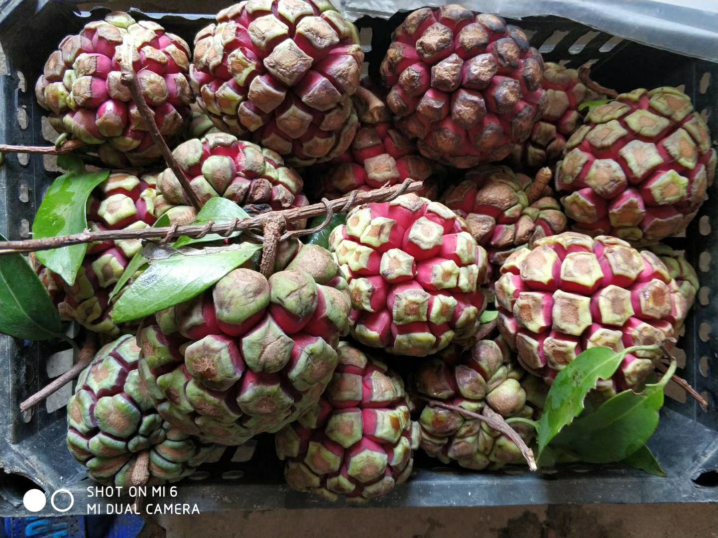 布福娜黑老虎种子苗冷饭团大血藤种子50粒/包