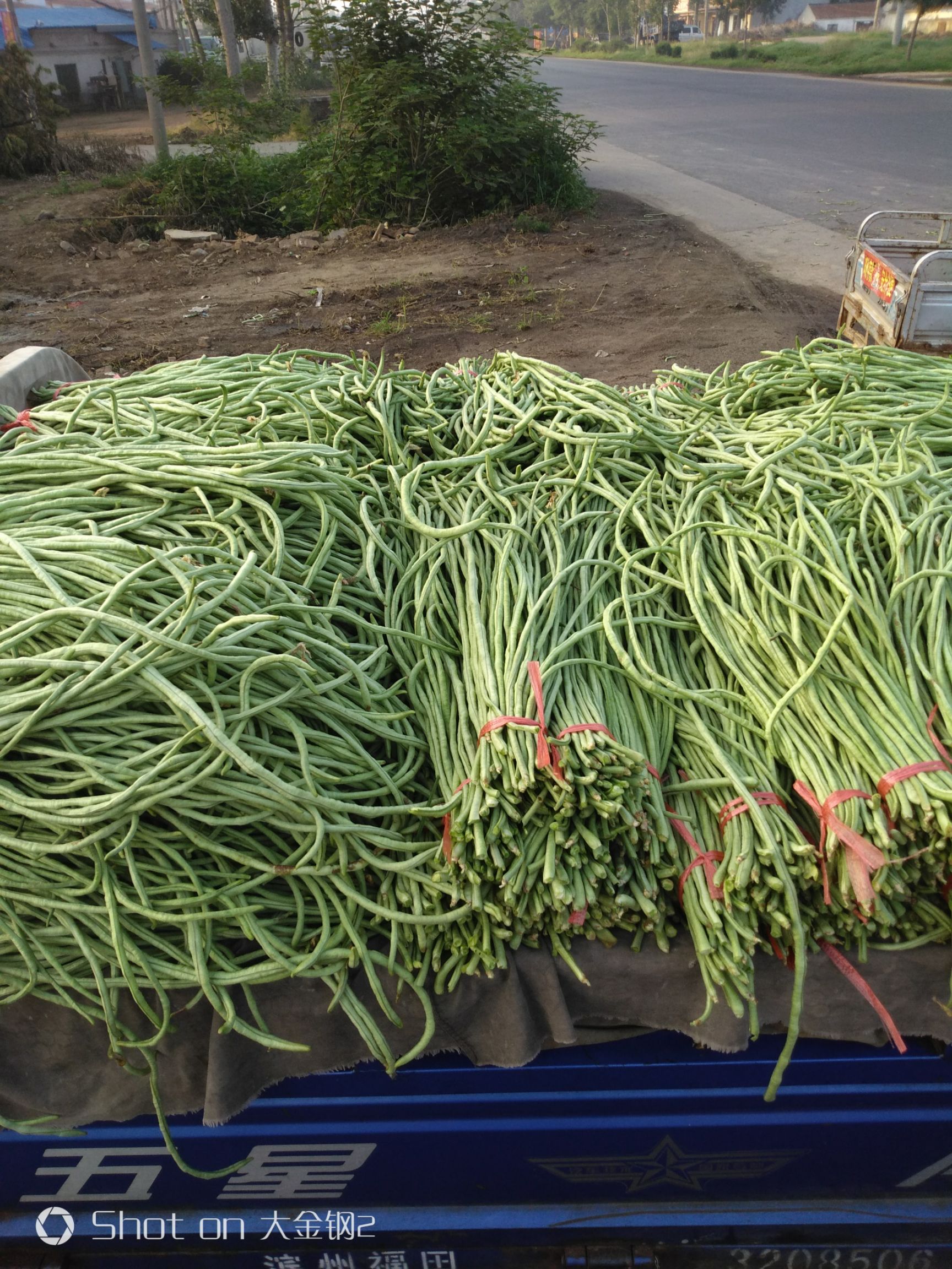 绿龙豆角 山东省滨州市惠民县
