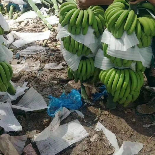 勐腊县巴西香蕉 靓货