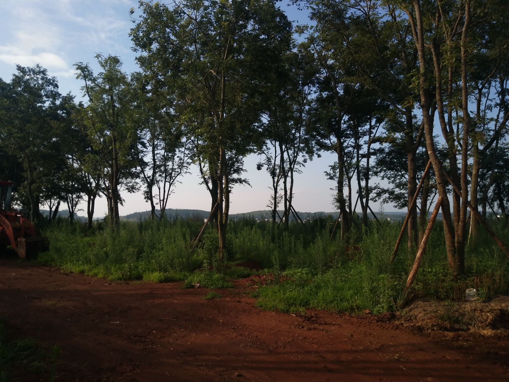 滇朴 锦雄苗木经营部，是你最满意的价格、树形