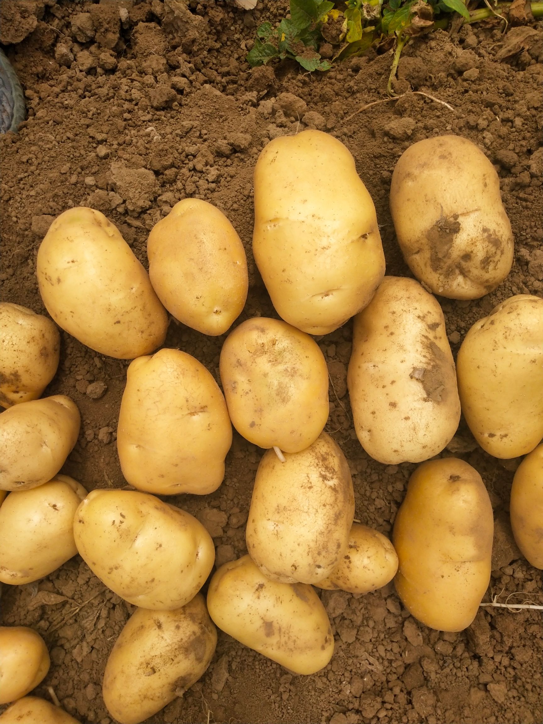  河北沽源县土豆