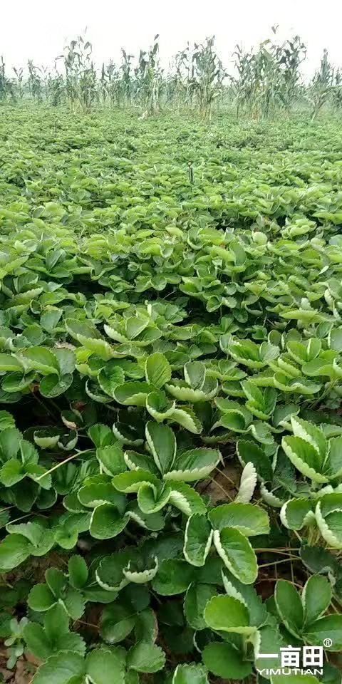 甜查理草莓苗 甜查理草莓，果个大，口感酸甜适口，产量高，果实硬度高耐运输，
