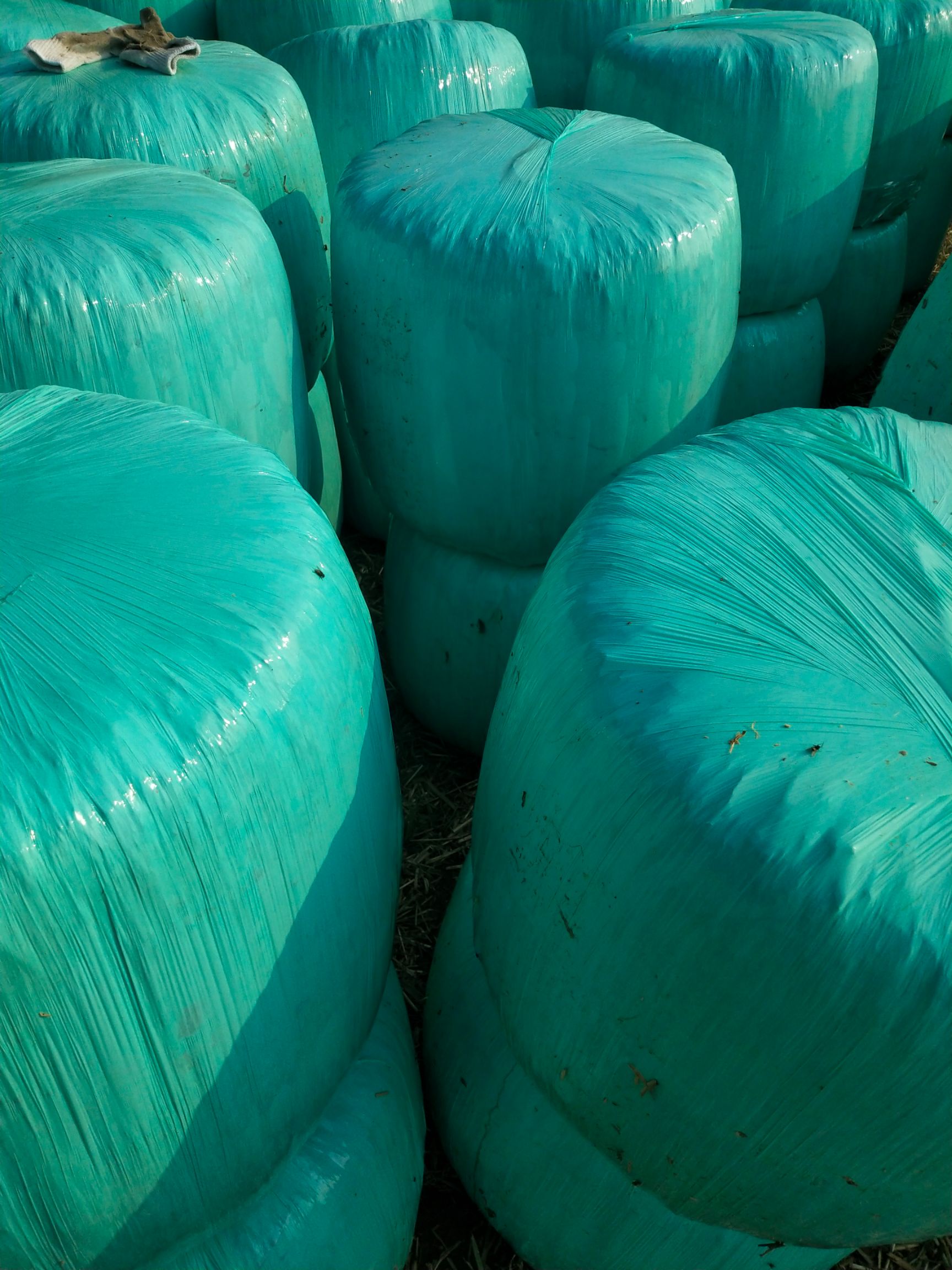 青贮类饲料 玉米青储饲料