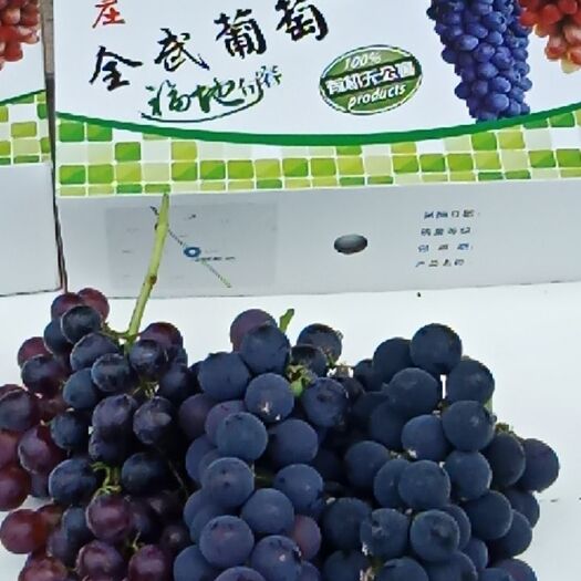 句容市夏黑葡萄 1.5- 2斤 10%以下 1次果