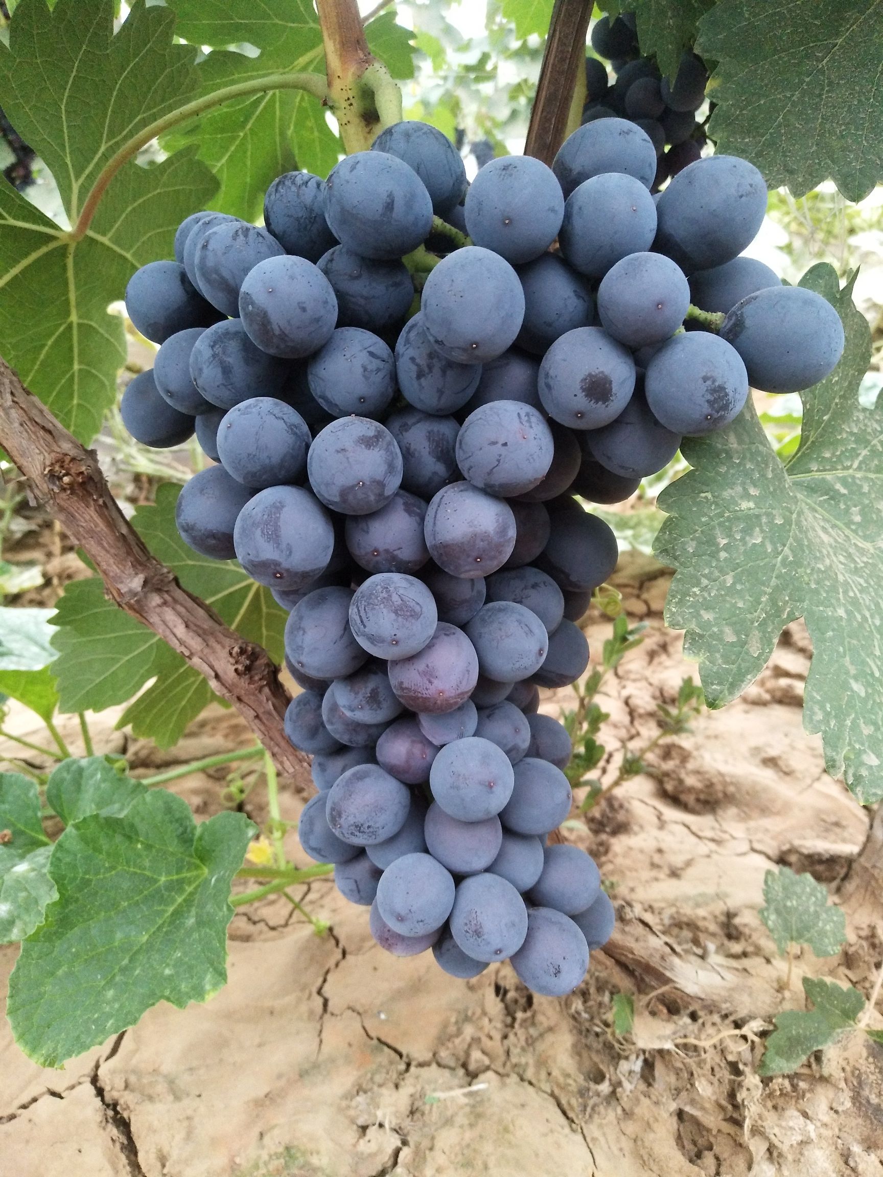 夏黑葡萄  清徐特产“夏黑无籽”葡萄，自家基地种植