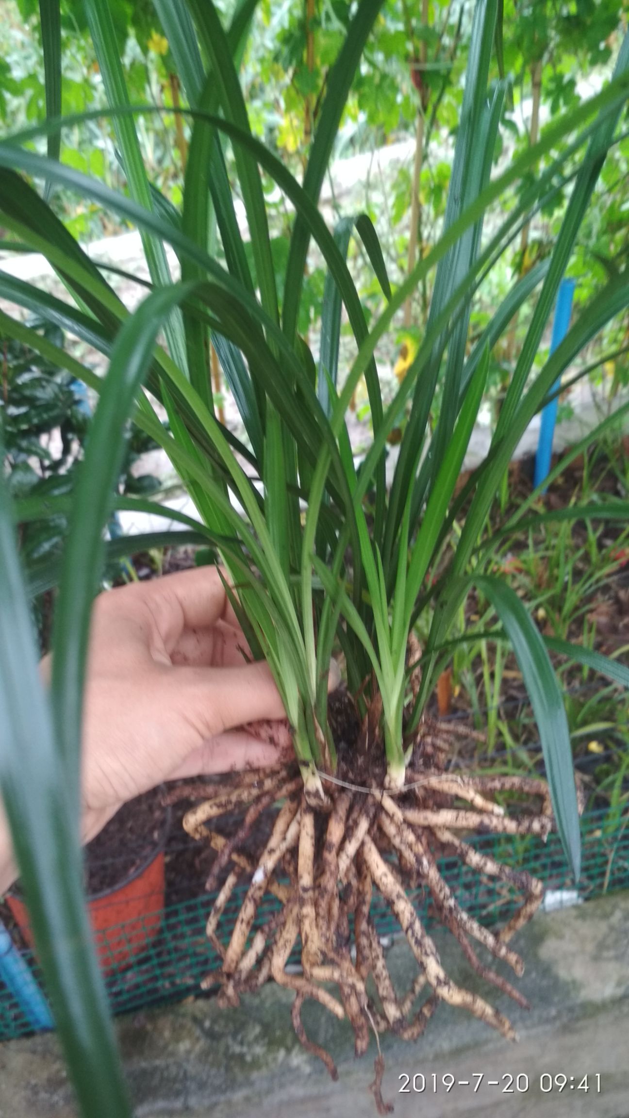 四川兰春剑兰花清货处理