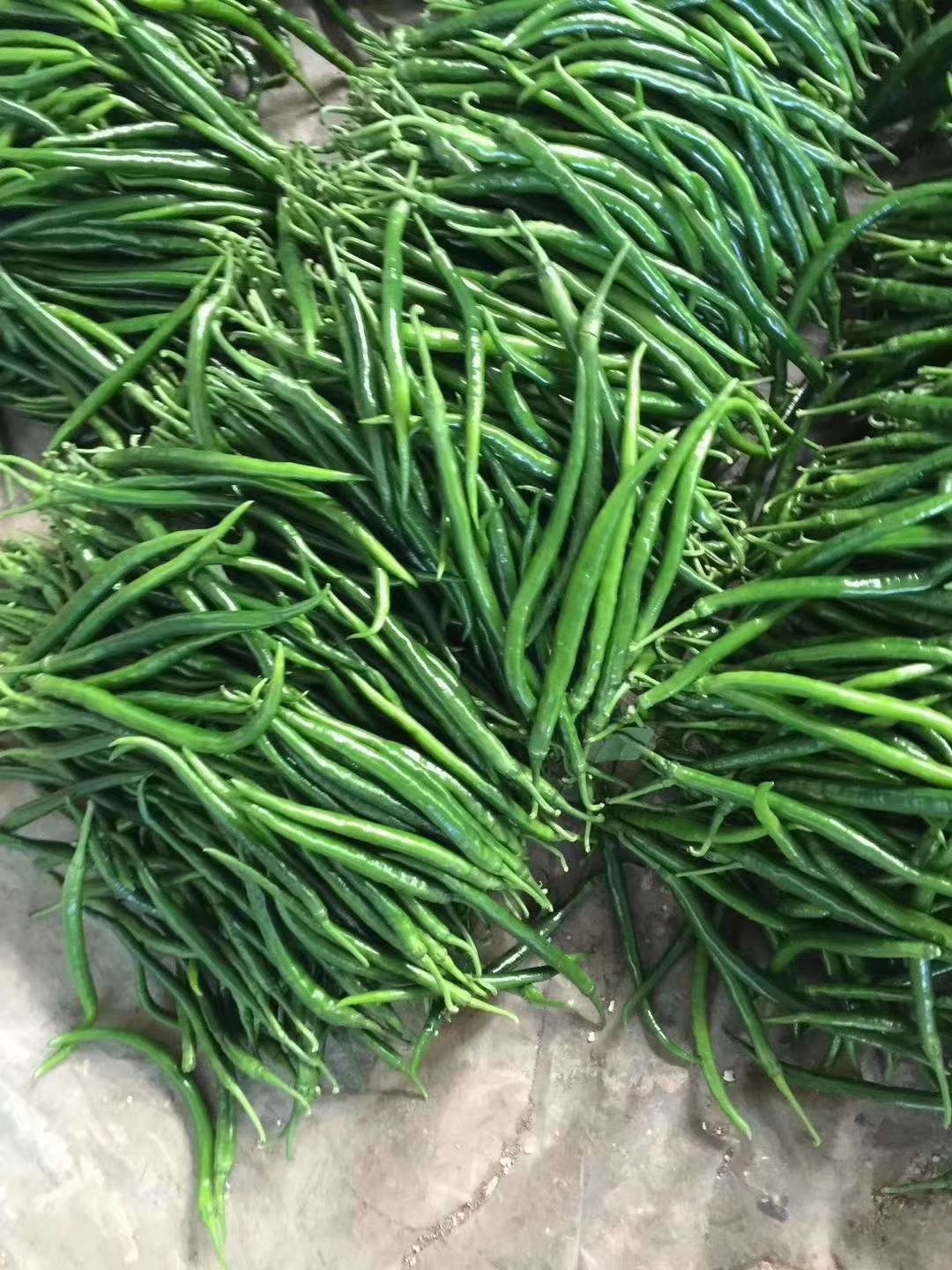 L3线椒 山西忻州绿3号线椒上市了