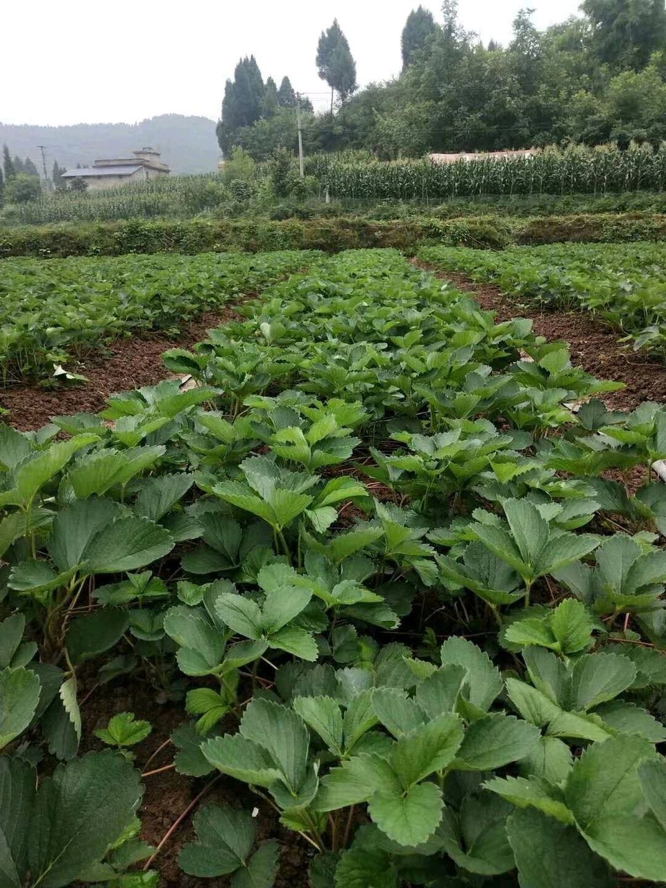  甜查理草莓苗供应 保证品种 高产易管理草莓苗