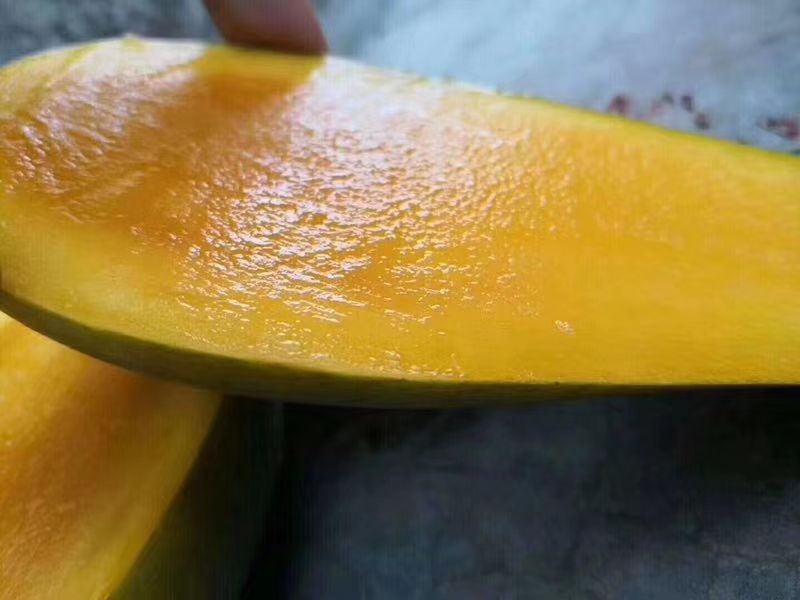 金煌芒 攀枝花大金煌