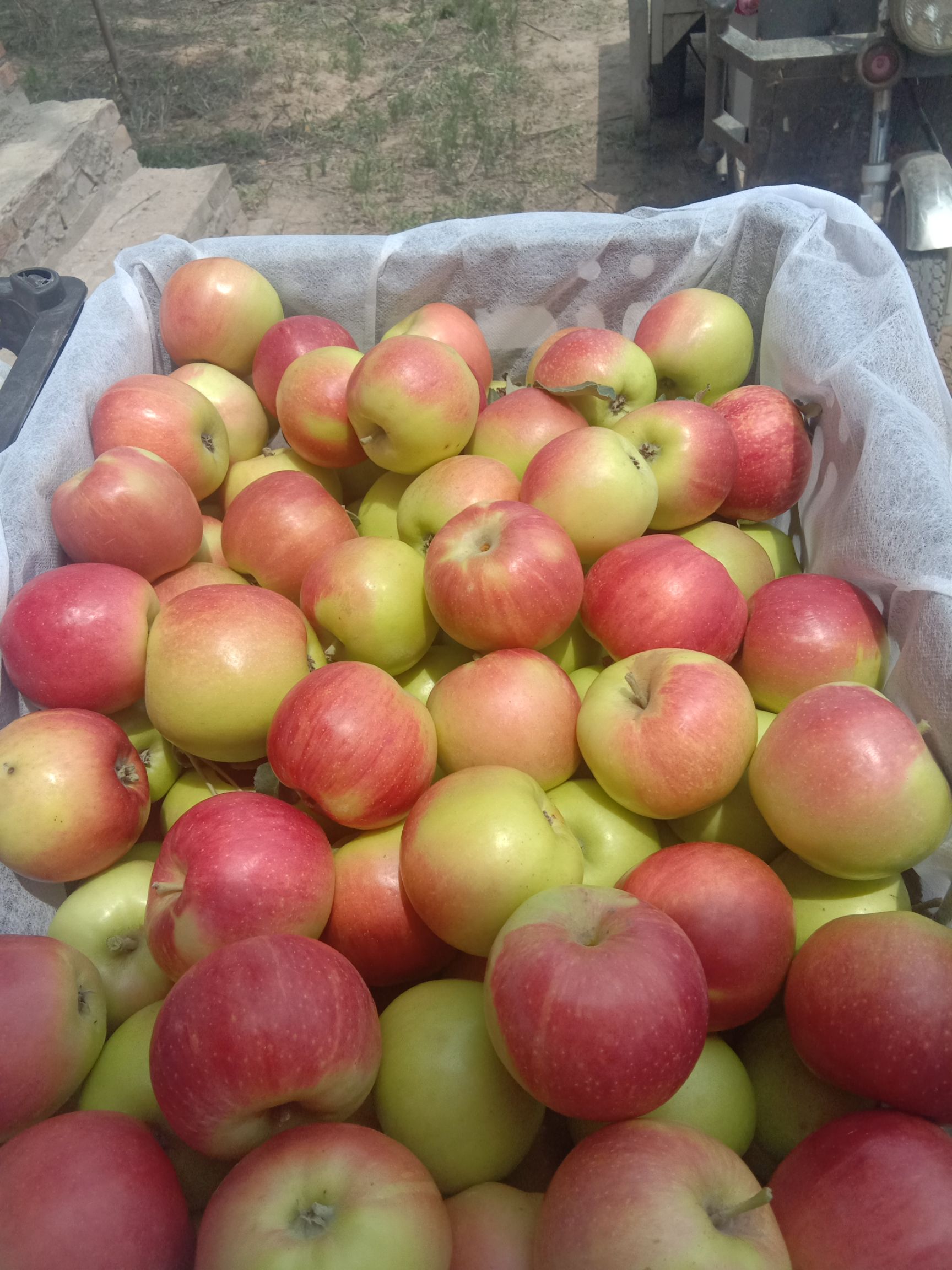 布朗李 50mm以上