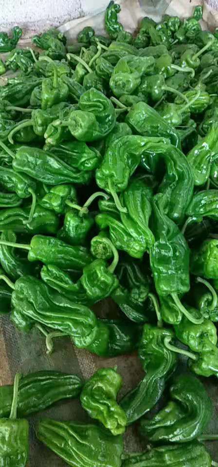 菜椒 高山芜湖椒大量上市，大量接受订单，需要的联系！
