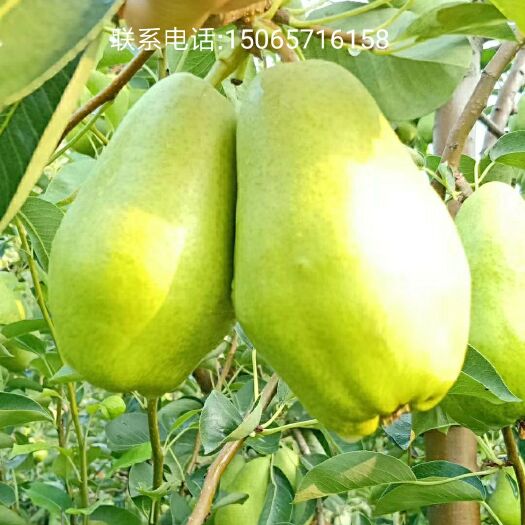 莱州市 车轴梨预售