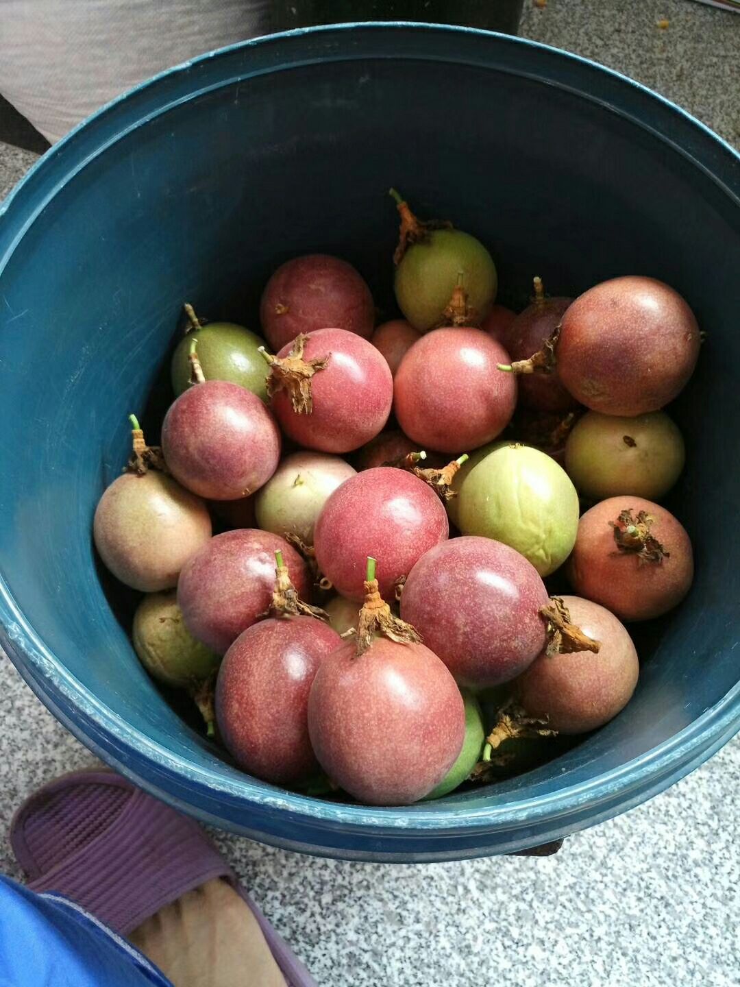  紫色百香果，农家种植，果园直供，现采现发，支持一件代发