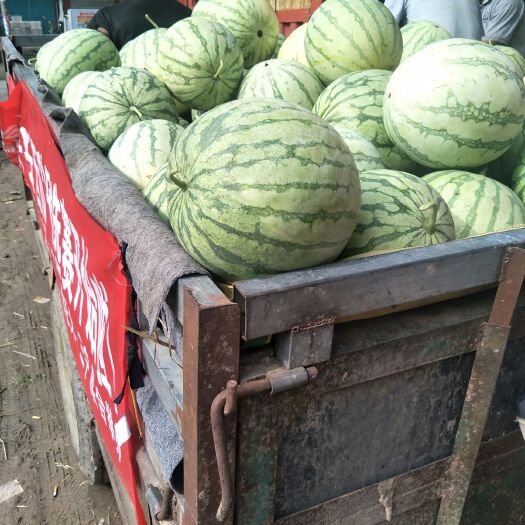 西瓜  花无籽 自生 8成熟 第二茬