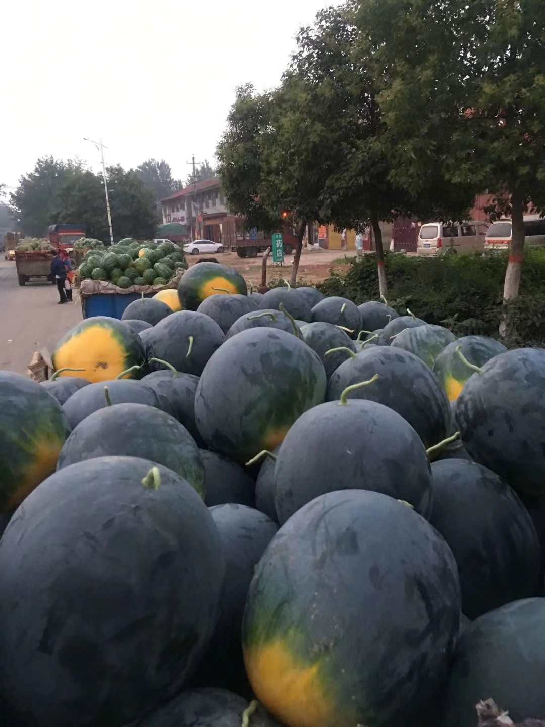 黑皮无籽西瓜 黑皮无仔