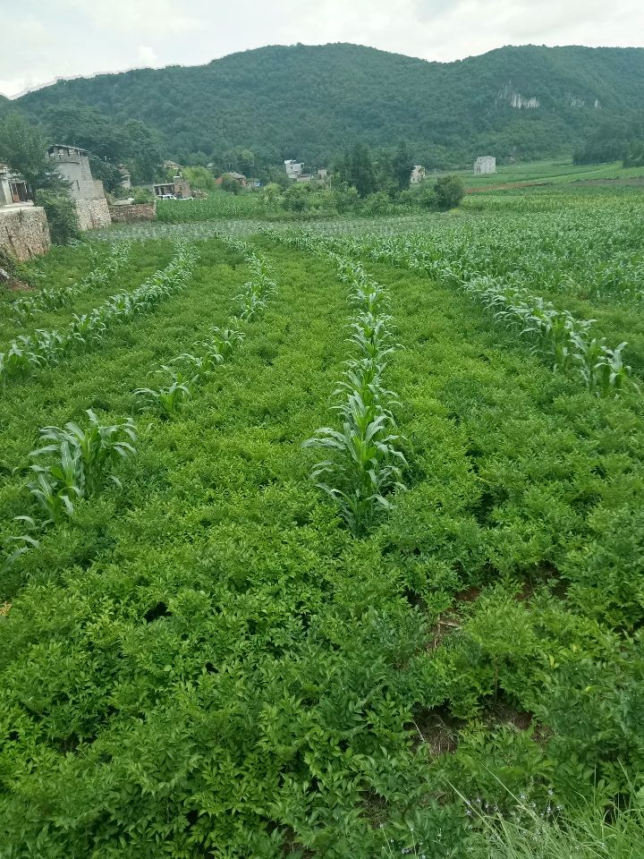 高山花魔芋寻长期合作的收购商