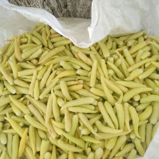 郸城县鲜泡椒 5~10cm 特辣 黄色