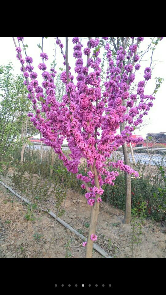  紫薇，红枫，紫荆，木瓜，