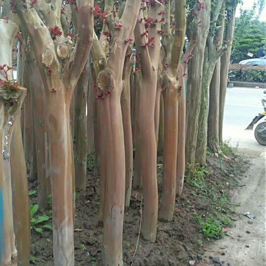 邳州市 紫薇，红枫，紫荆，木瓜，