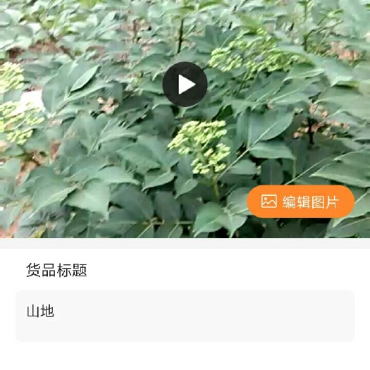 融水县吴茱萸种子 大量供应，批发茶辣籽，欢迎新老顾客订购。