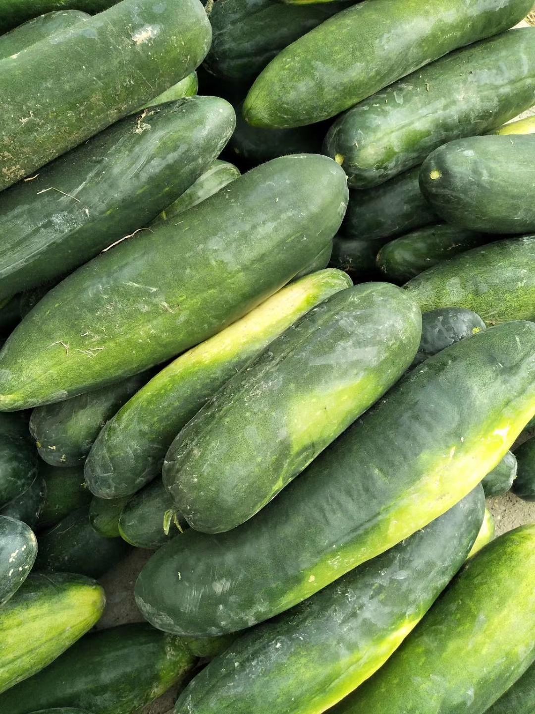  地冬瓜，价格低，质量好