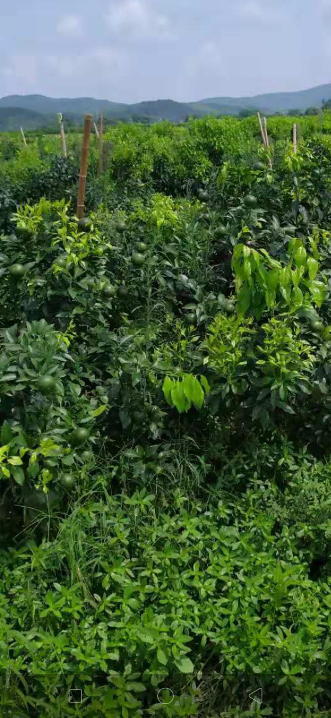 爱媛28号柑桔苗 红美人诱变优系果大丰产脱酸早快抗黄化代号(