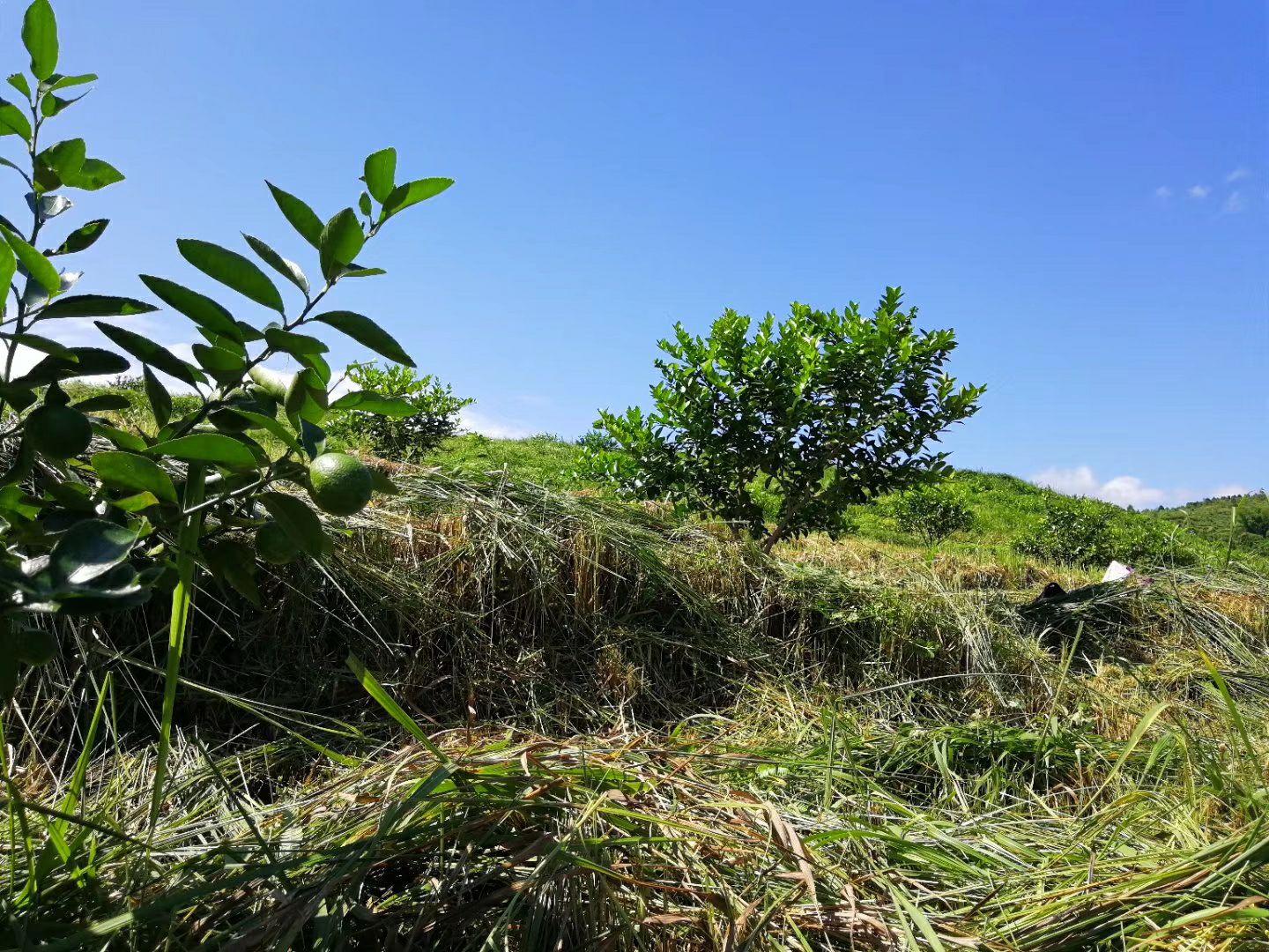 青柠檬 自然农法种植，拒绝使用化学肥料、农药、除草剂！