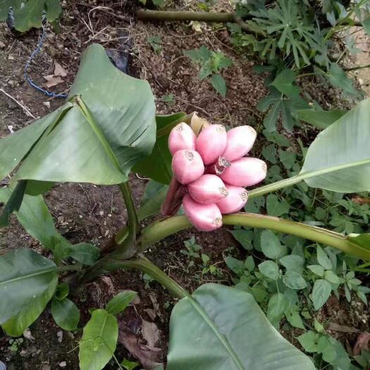 灵山县红香蕉红薯苗 各种香蕉苗