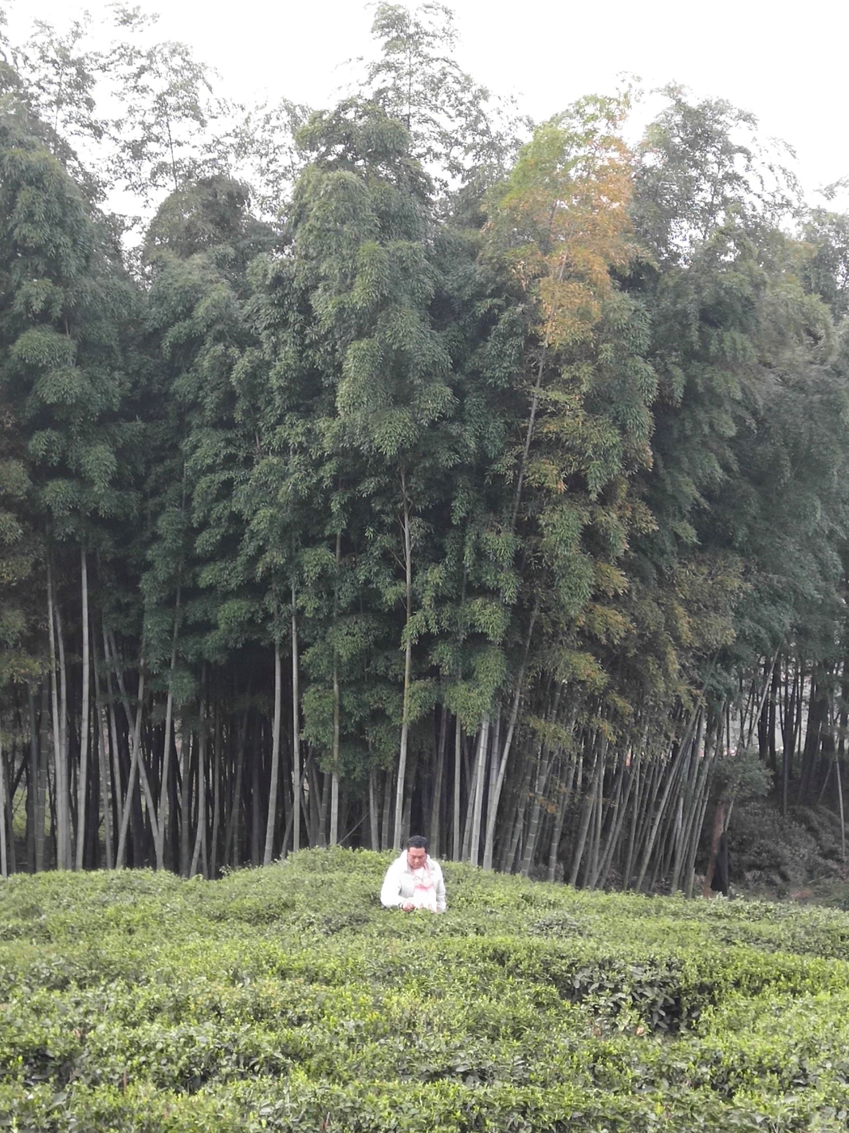  正宗庐山云雾茶少量批发