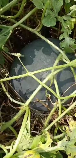 黑皮无籽西瓜 黑皮无仔