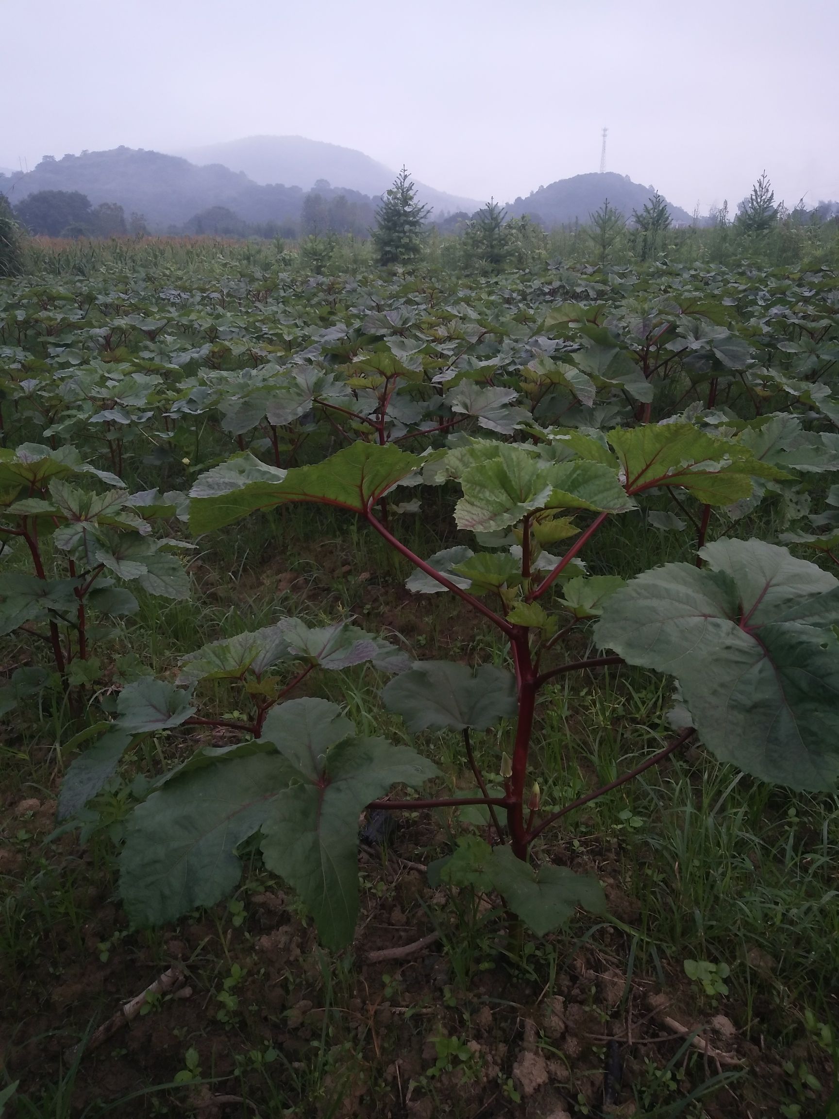  红秋葵营养**蔬菜，