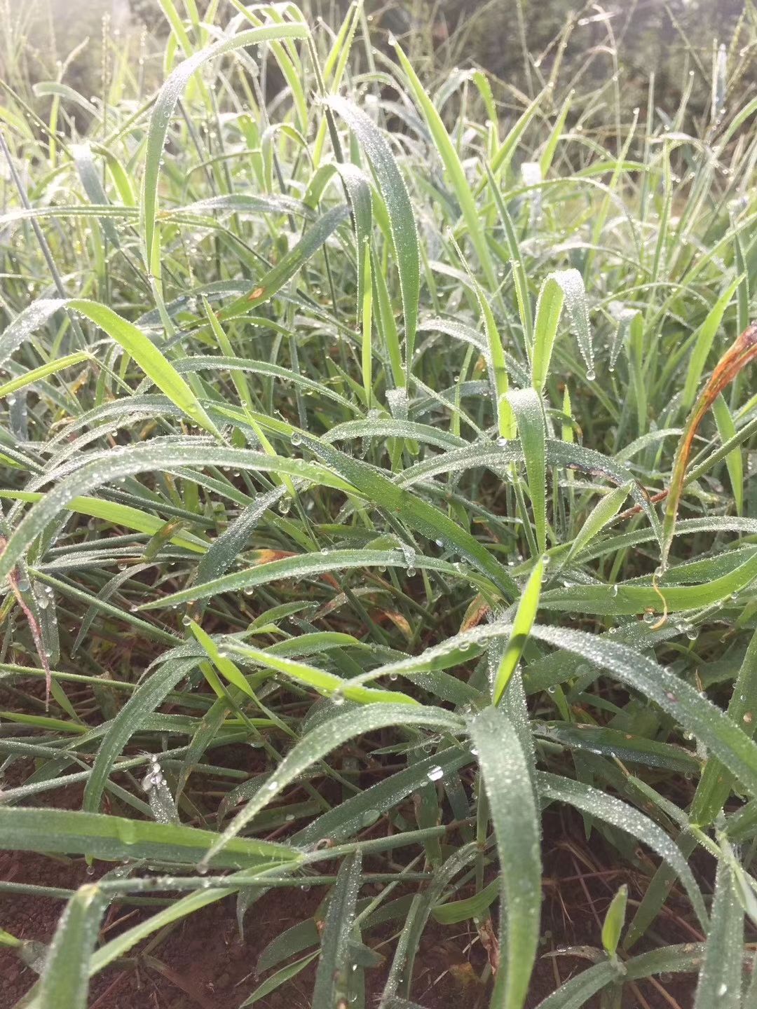 连州谭岭水晶梨连州翠冠梨 脆冠大果 果农自销10斤包邮现摘