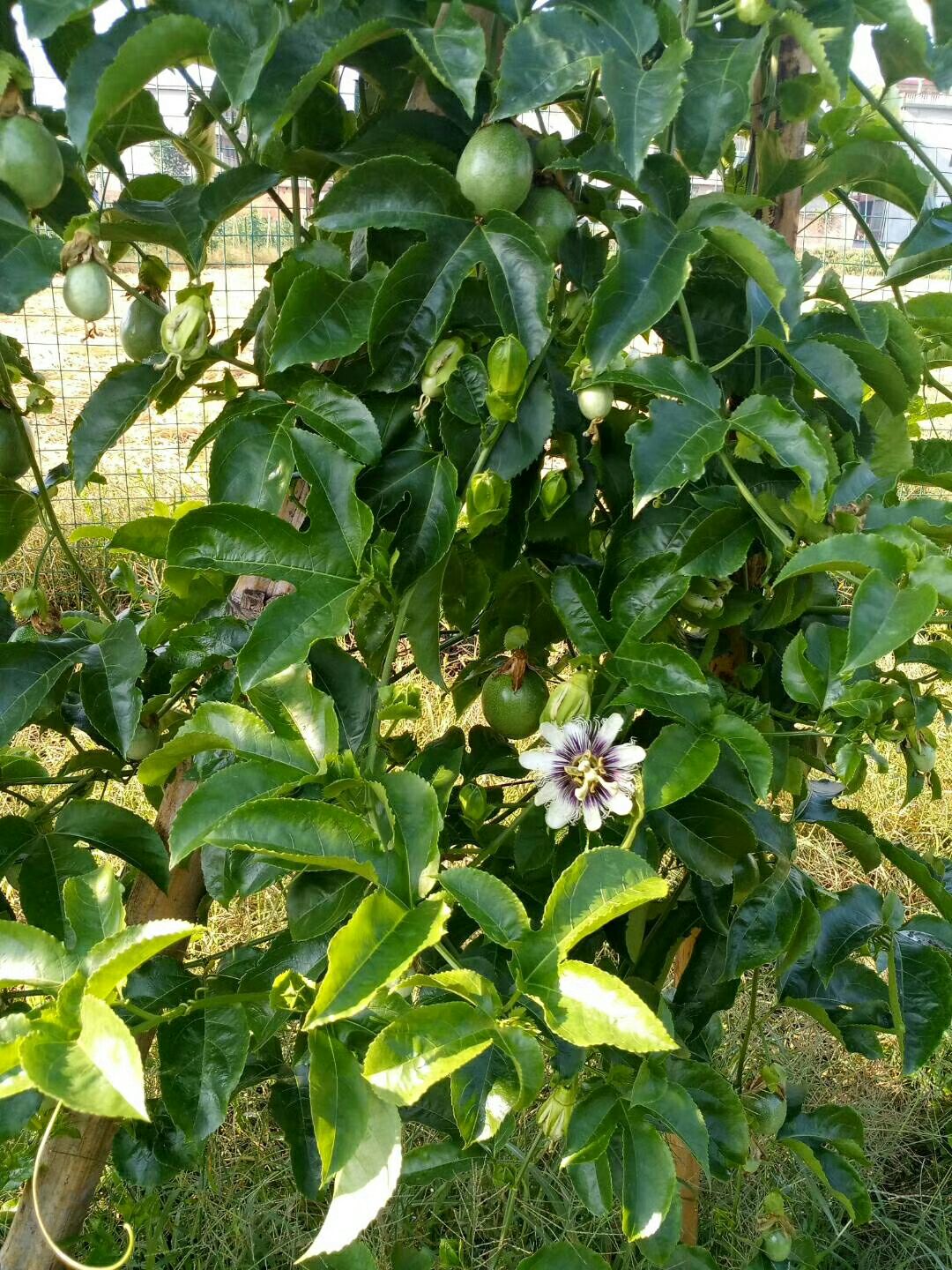  紫色百香果，农家种植，果园直供，现采现发，支持一件代发