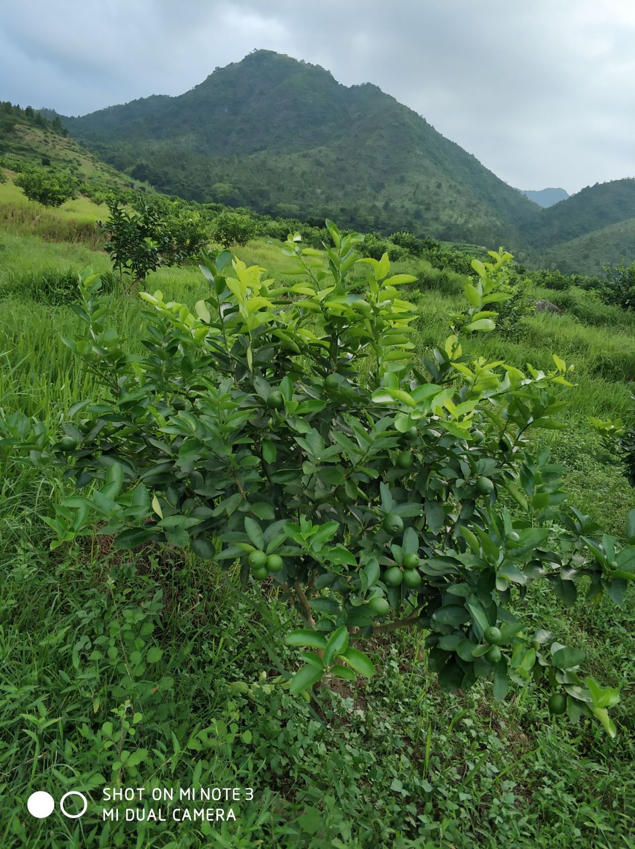 青柠檬 自然农法种植，拒绝使用化学肥料、农药、除草剂！