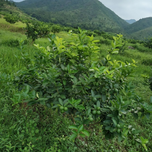 丰顺县青柠檬 自然农法种植，拒绝使用化学肥料、农药、除草剂！