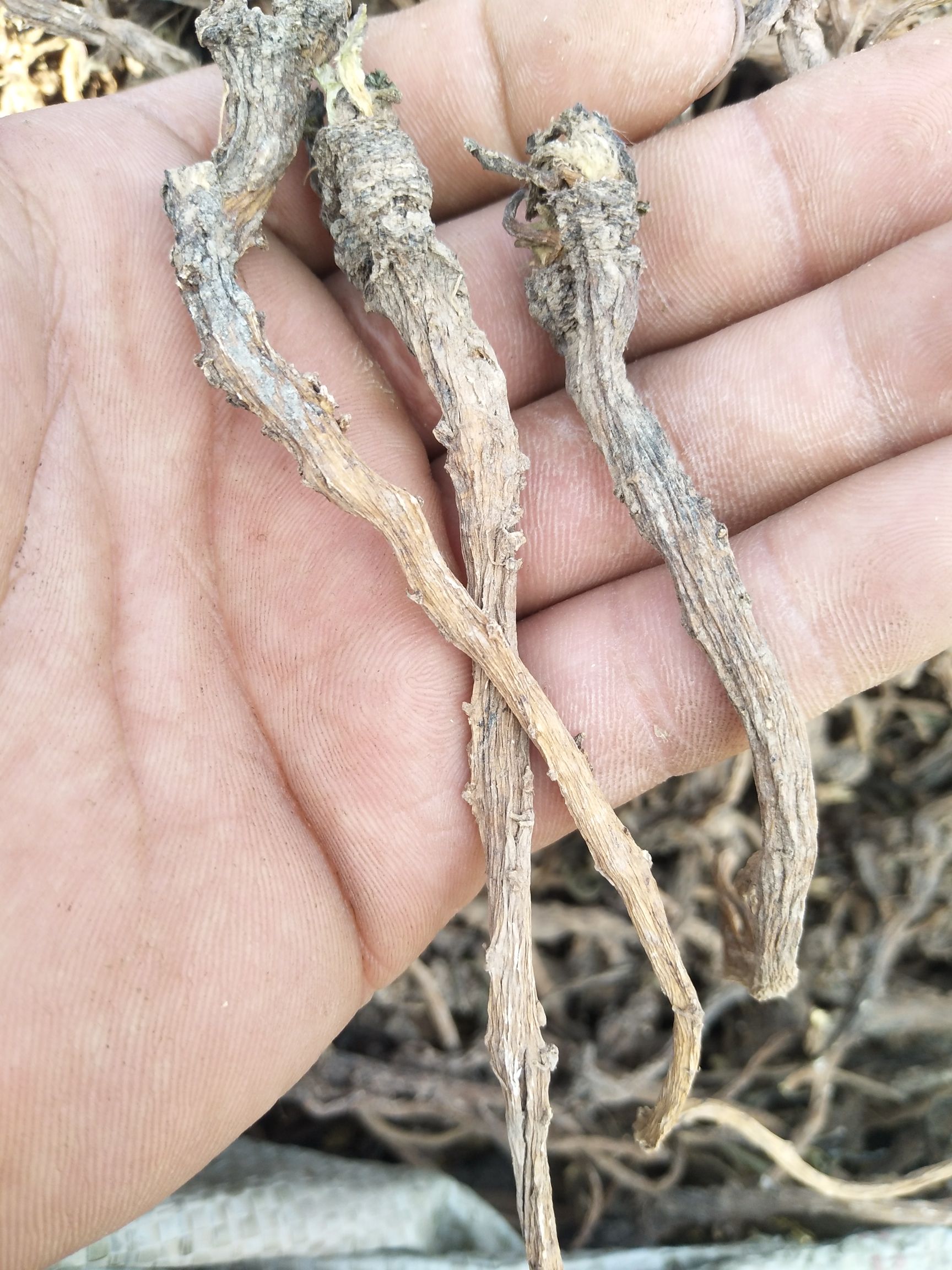 蒲公英 野生，量大优惠