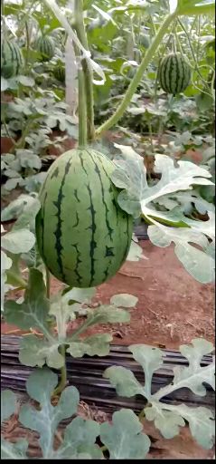  超级甜礼品小西瓜