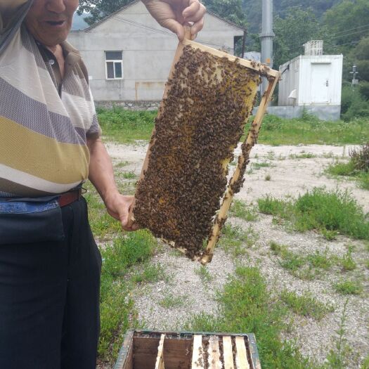 西安 土蜂蜜和中蜂带箱销售