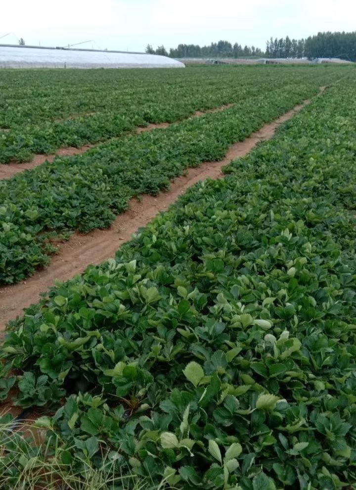 脱毒草莓苗 专业种植基地一手货源品种纯正