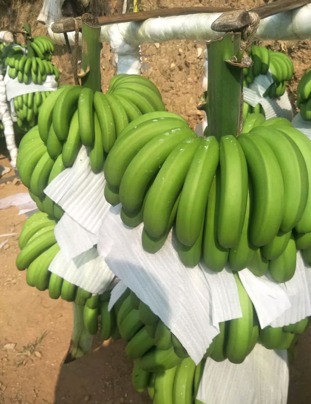 巴西香蕉 七成熟