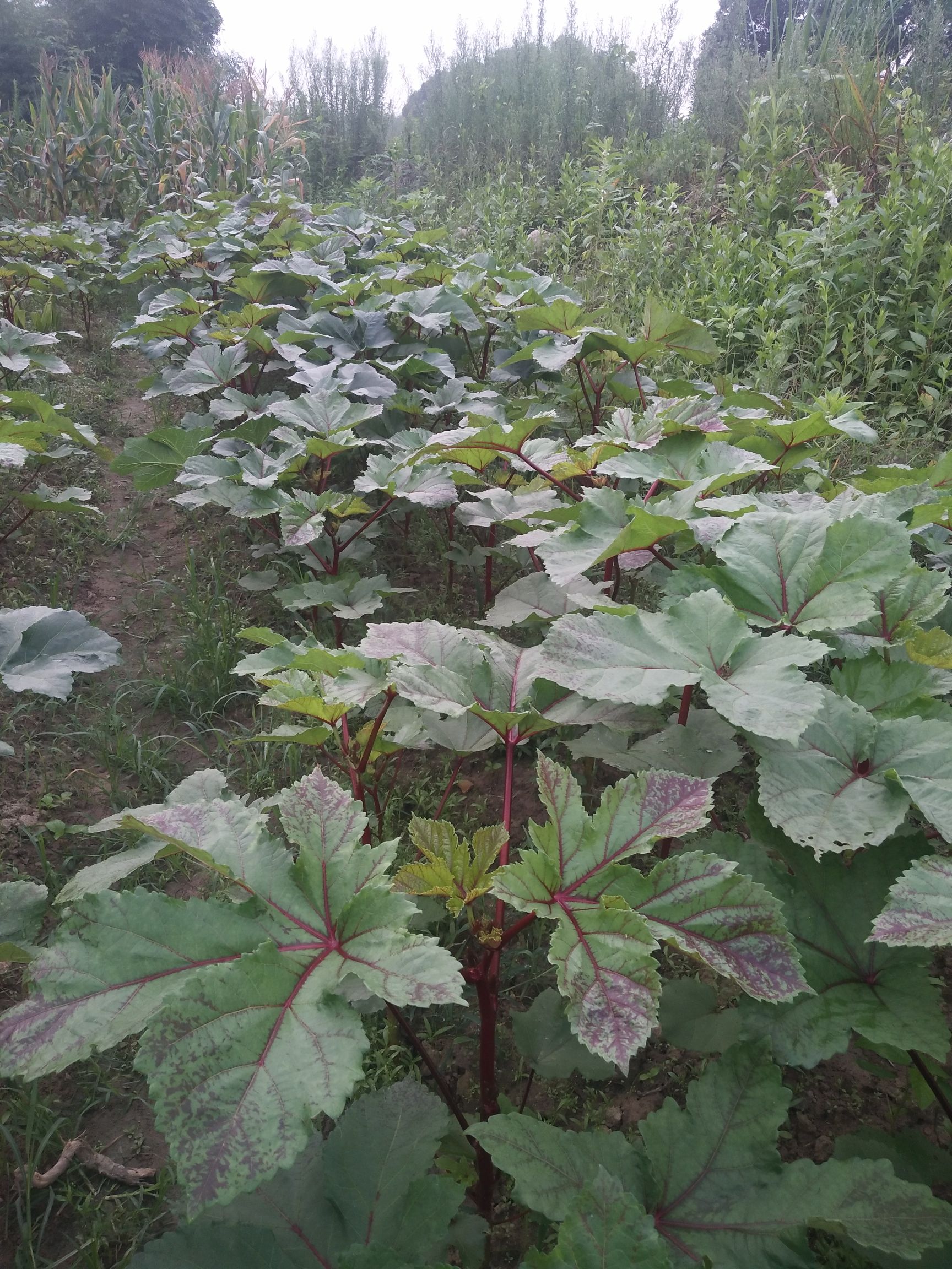  红秋葵，一葵在手终身无忧