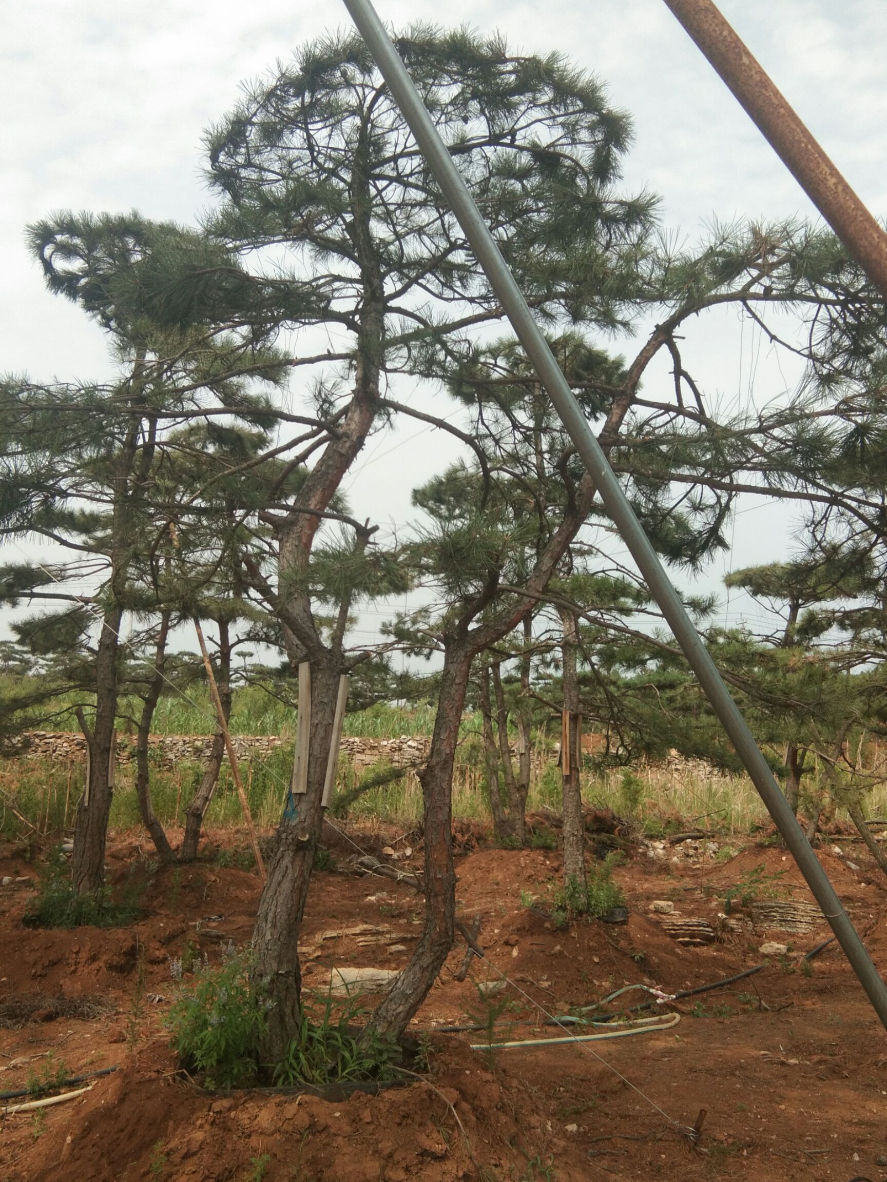 山地油松 3.5~5米