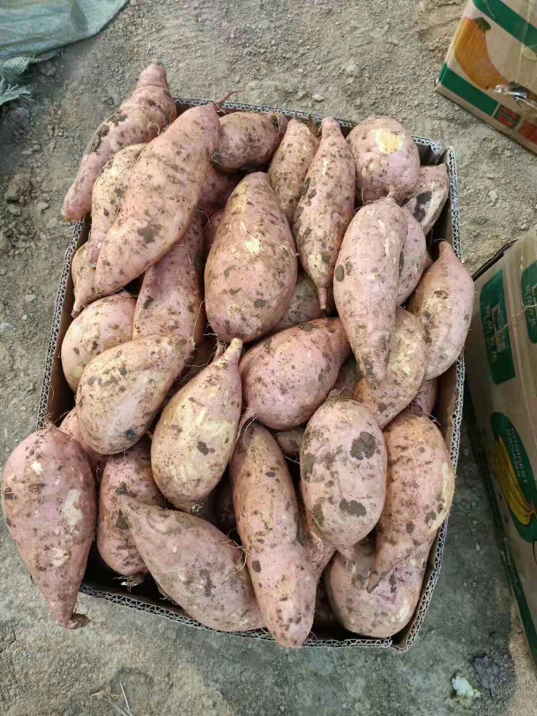  龙薯九号大量上市中，颜色亮，口感甜！