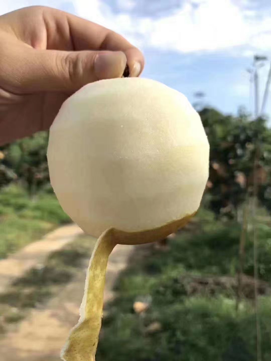 连州谭岭水晶梨连州翠冠梨 脆冠大果 果农自销10斤包邮现摘